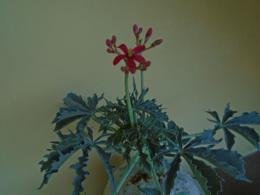 Jatropha berlandieri - Caudiciforme si bulbi 2019