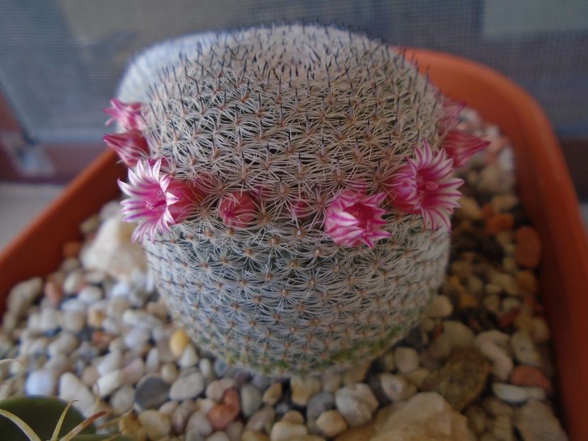 Mammillaria perbella cv. superfina - Cactusi 2019 bis