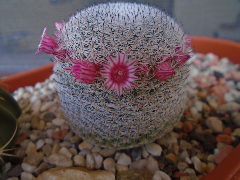 Mammillaria perbella cv. superfina - Cactusi 2019 bis