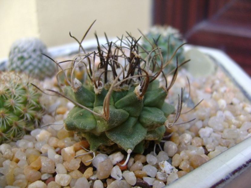 Turbinicarpus alonsoi hb. - Cactusi 2019 bis