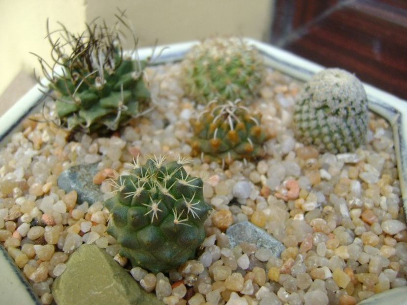 Grup de 5 Turbinicarpus - Cactusi 2019 bis