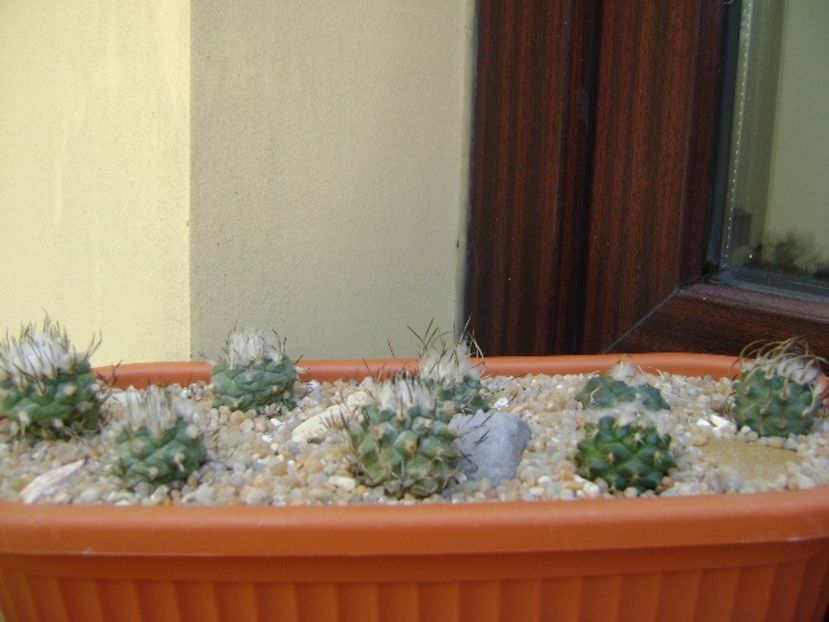 Grup de 8 Turbinicarpus - Cactusi 2019 bis