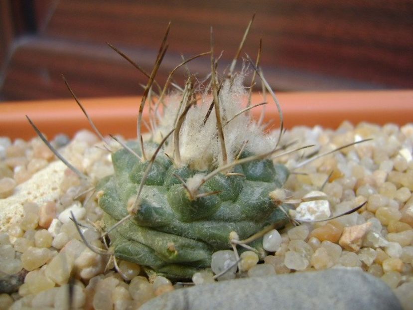 Turbinicarpus hibrid 5 - Cactusi 2019 bis