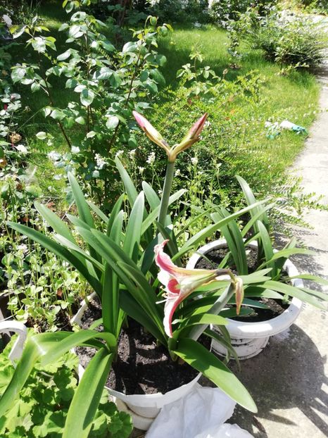 Bulbi Hippeastrum - 0 Vanzare plante