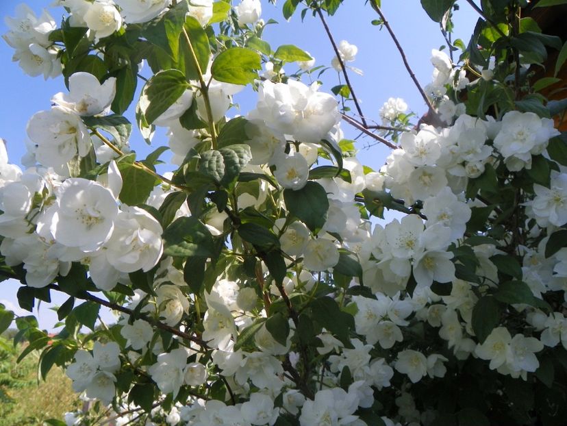 philadelphus Snowbell - Dobarland 2019 3