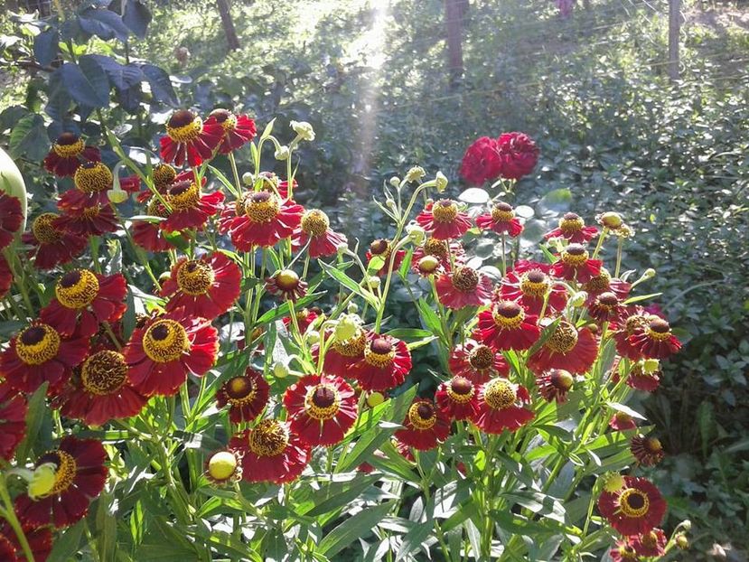 Helenium Red - w Produse livrate