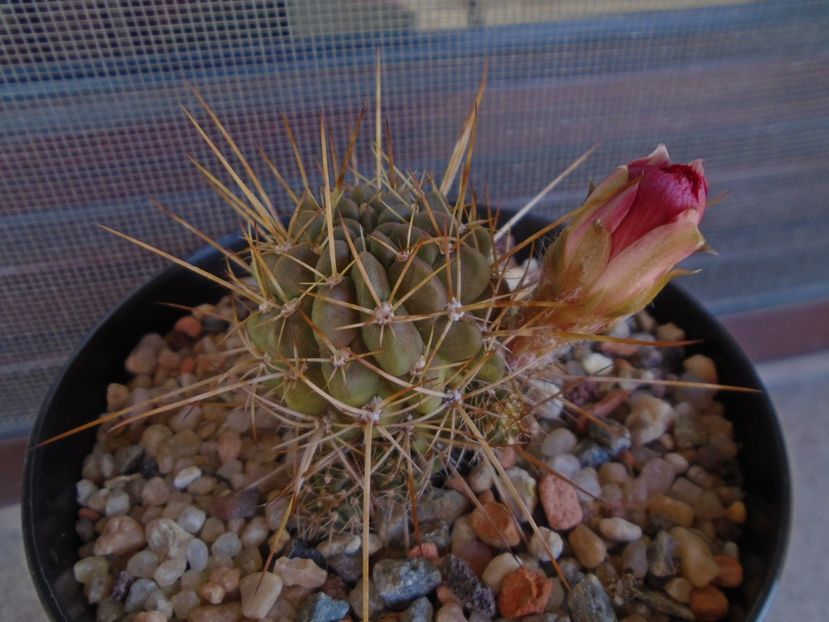 Lobivia aculeata (Echinopsis pentlandii) - Cactusi 2019 bis