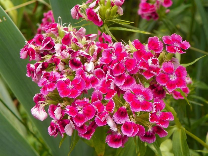 dianthus barbatus - Dobarland 2019 3