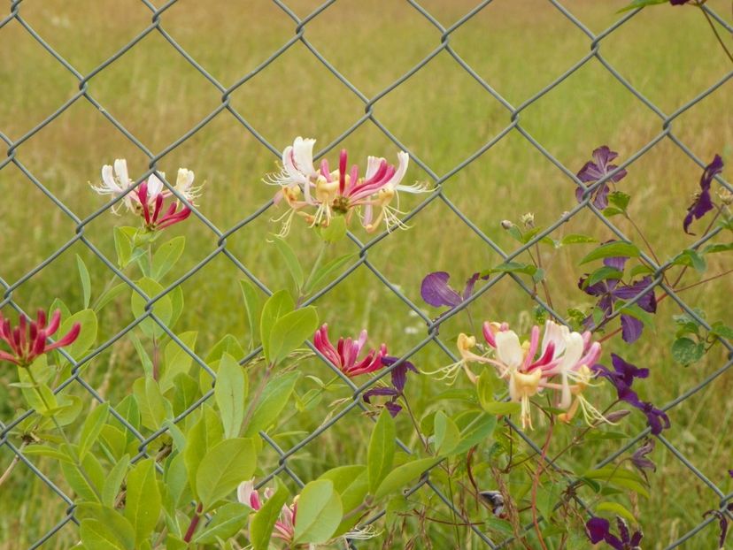 lonicera Red World si clematis Etoile Violette - Dobarland 2019 3