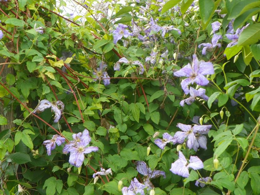 clematis Prince Charles - Dobarland 2019 3