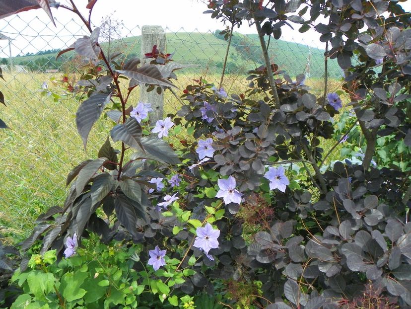 cotinus cogg. Royal Purple si clematis Skyfall - Dobarland 2019 3