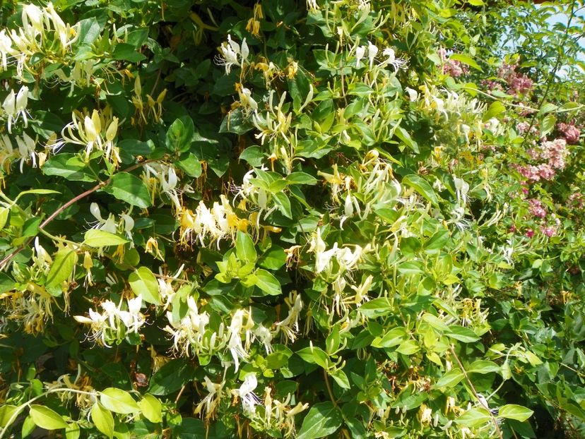 lonicera japonica - Dobarland 2019 3