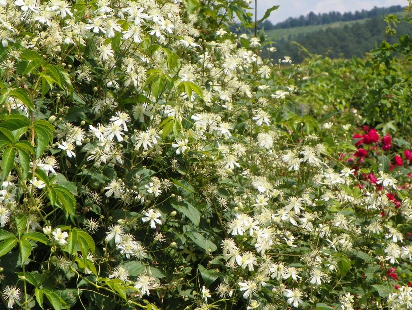 clematis Summer Snow - Dobarland 2019 3