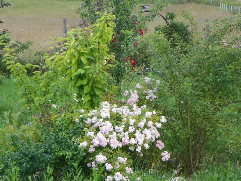 Pink Ghislaine de Feligonde - Dobarland 2019 3