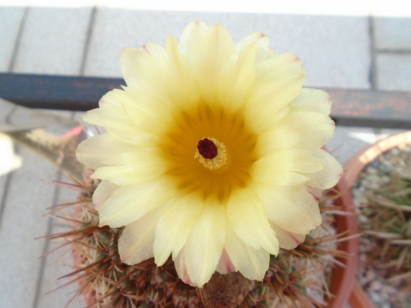 Notocactus bommeljei (Parodia tabularis) - Cactusi 2019 bis