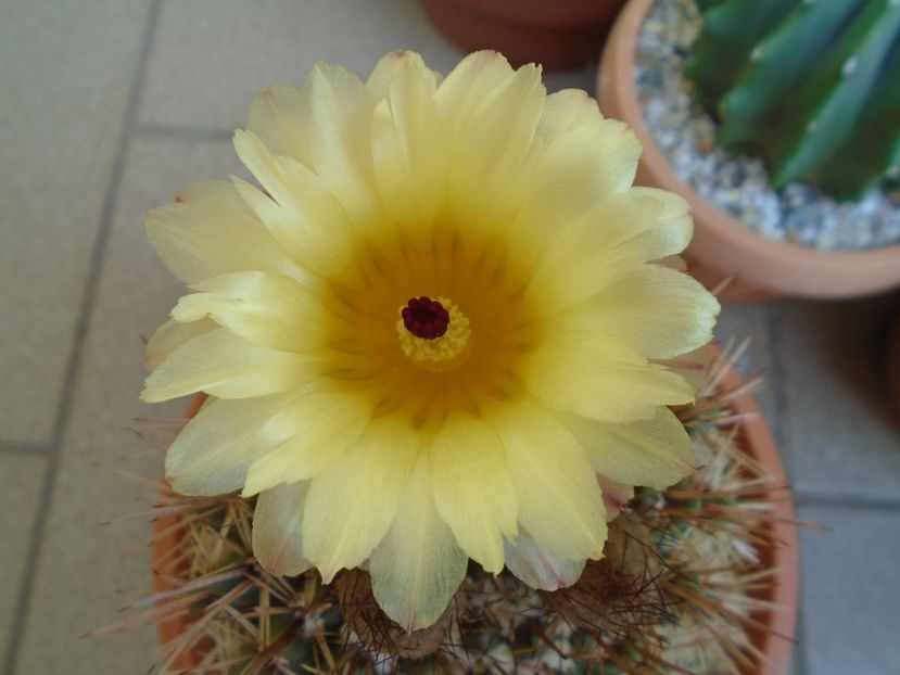 Notocactus bommeljei (Parodia tabularis) - Cactusi 2019 bis