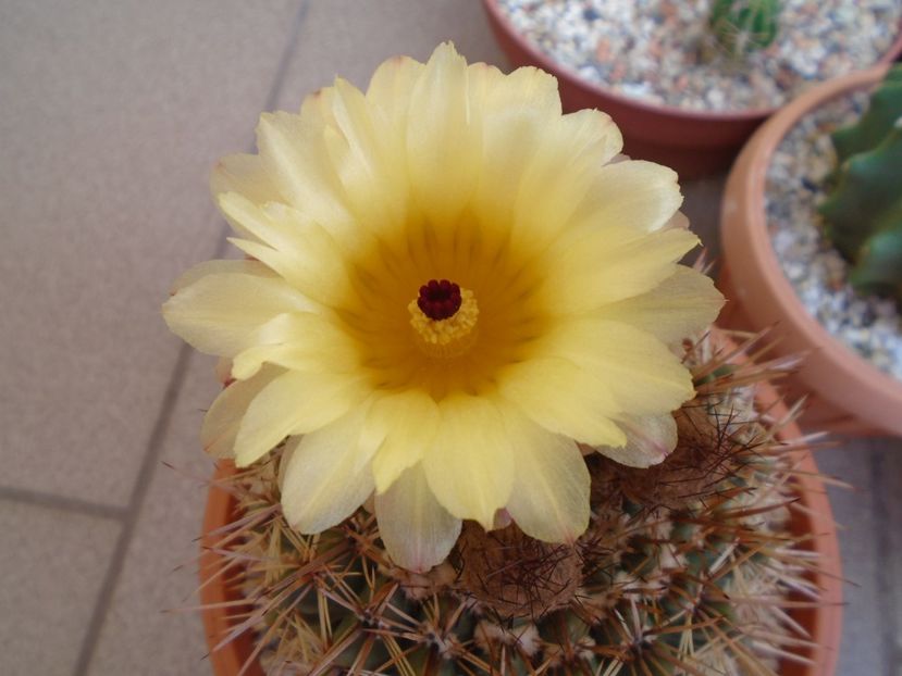 Notocactus bommeljei (Parodia tabularis) - Cactusi 2019 bis