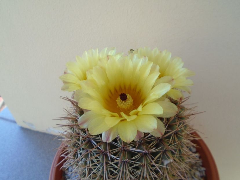 Notocactus bommeljei (Parodia tabularis) - Cactusi 2019 bis