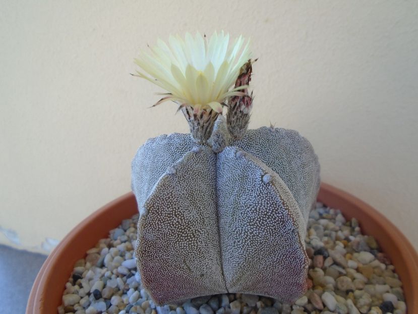 Astrophytum coahuilense - Cactusi 2019 bis