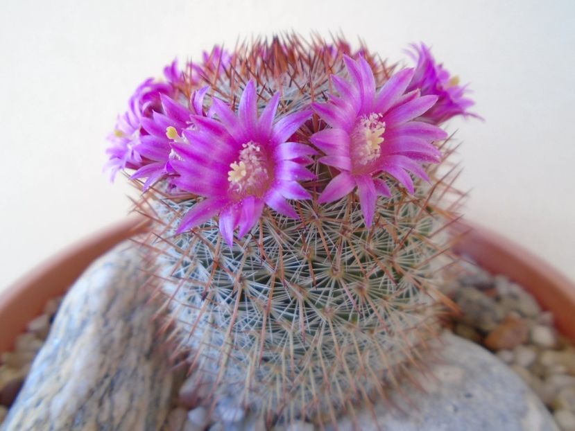 Mammillaria matudae - Cactusi 2019 bis