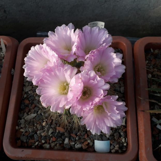 Acanthocalycium spiniflorum - Cactusi înfloriti 2019