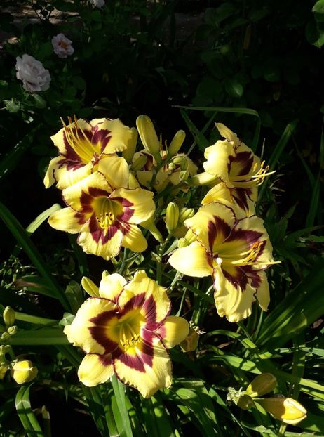  - Hemerocallis 2019