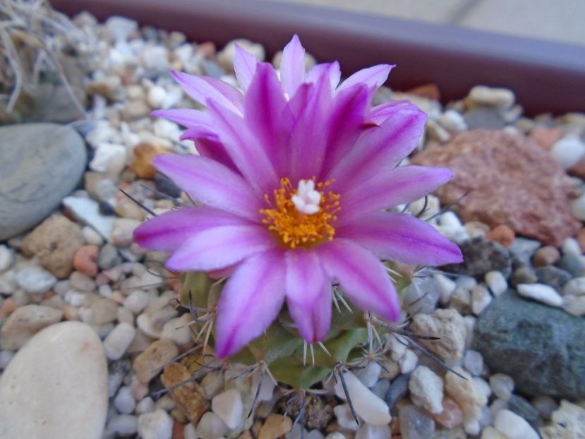 Turbinicarpus viereckii - Cactusi 2019 bis