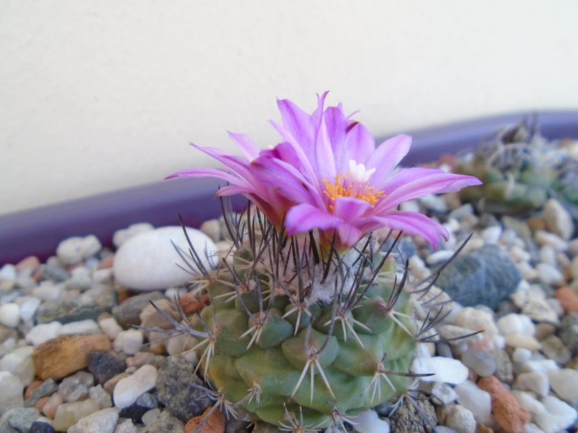 Turbinicarpus viereckii - Cactusi 2019 bis