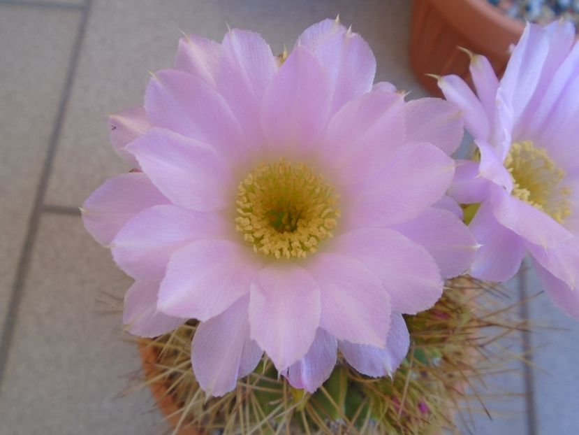 Acanthocalycium spiniflorum - Cactusi 2019 bis