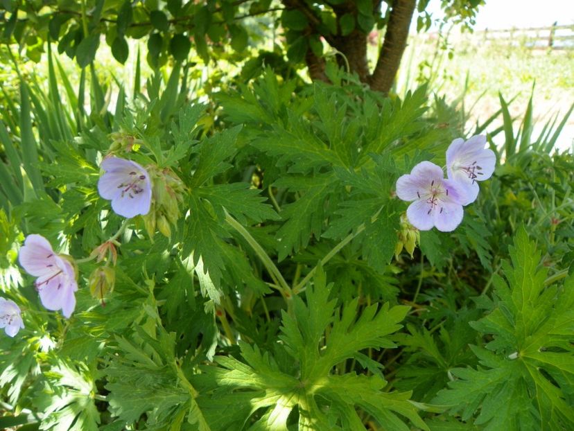 geranium pratense - Dobarland 2019 3