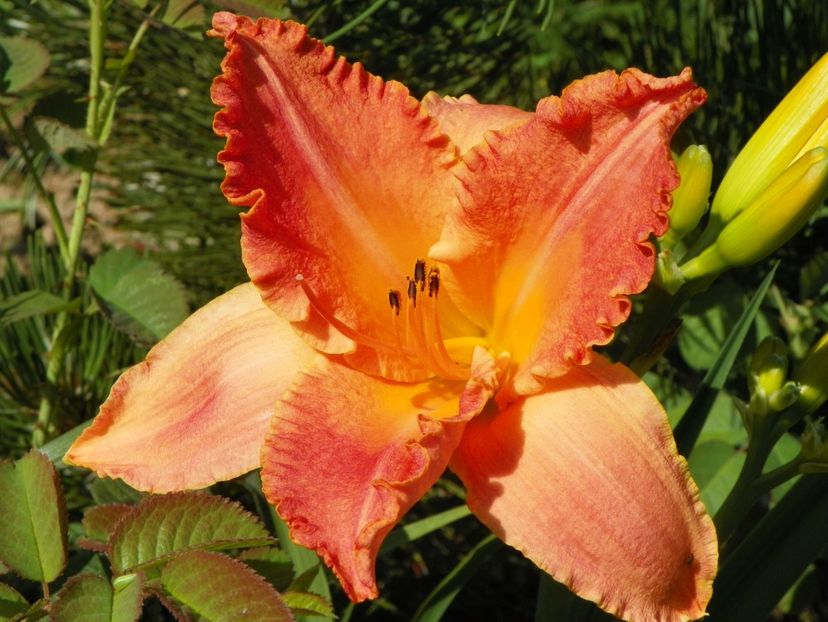 hemerocallis Senegal - Dobarland 2019 3