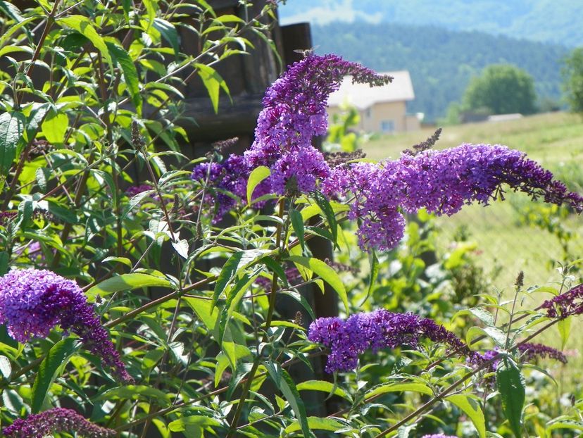 buddleja Empire Blue - Dobarland 2019 3