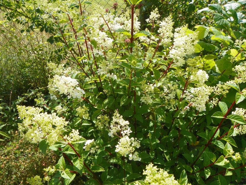 hydrangea pan. Sundae Fraise - Dobarland 2019 3