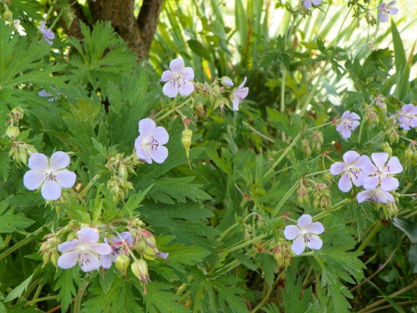 geranium pratense - Dobarland 2019 3