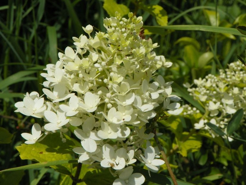 hydrangea pan. Magical Moonlight - Dobarland 2019 3