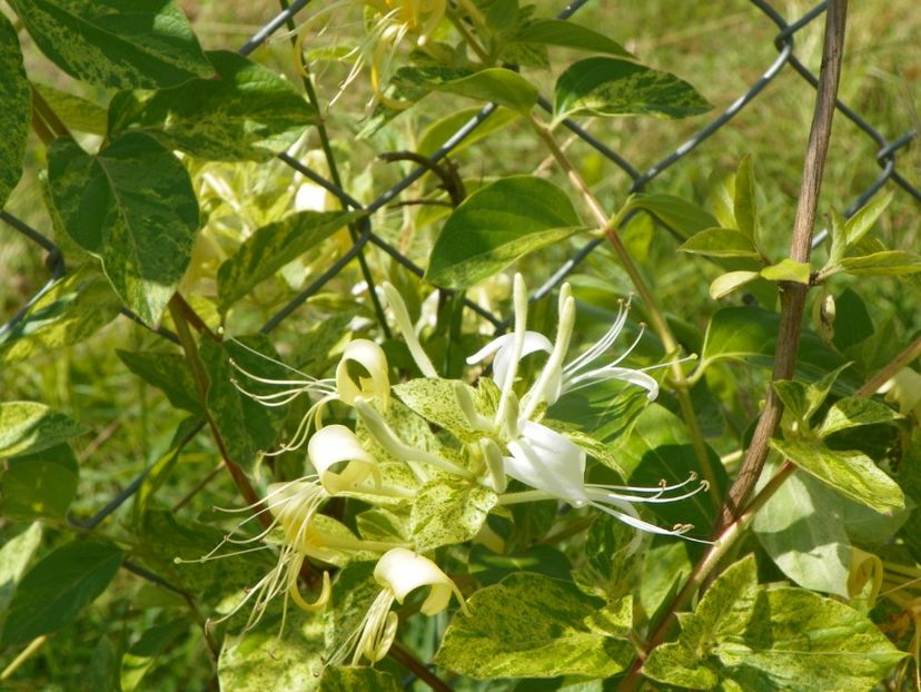 lonicera jap. Mint Crisp - Dobarland 2019 3