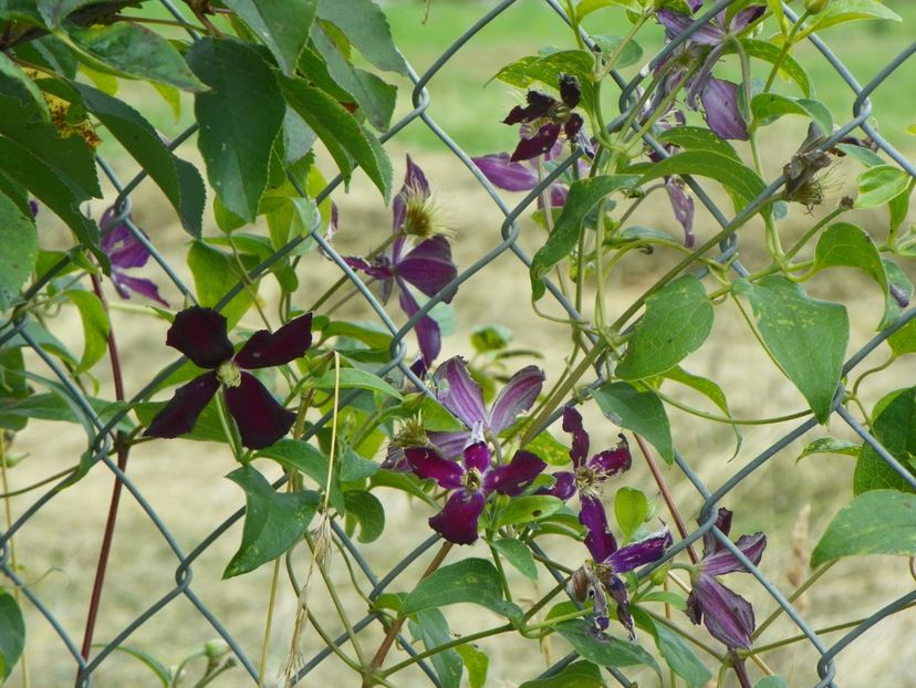 clematis Mikelite - Dobarland 2019 3