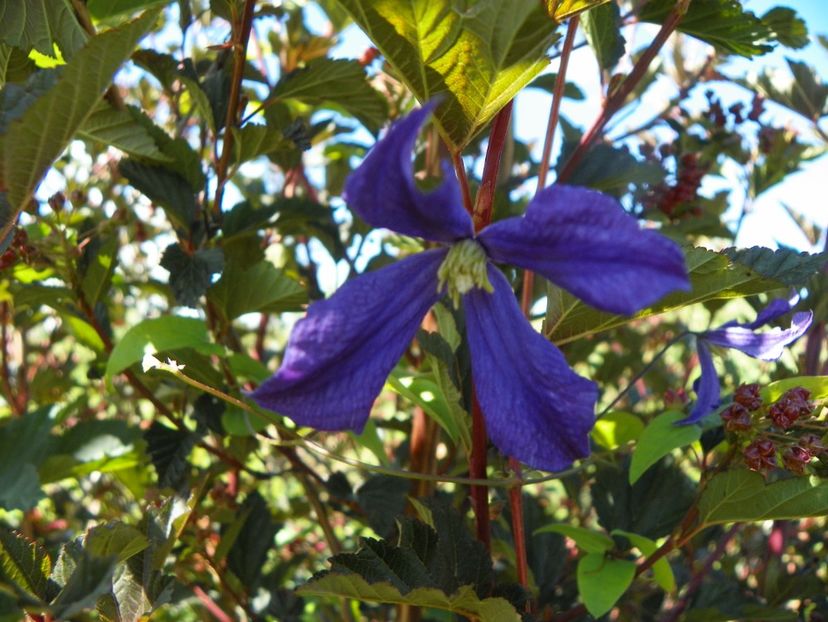 clematis durandii - Dobarland 2019 3