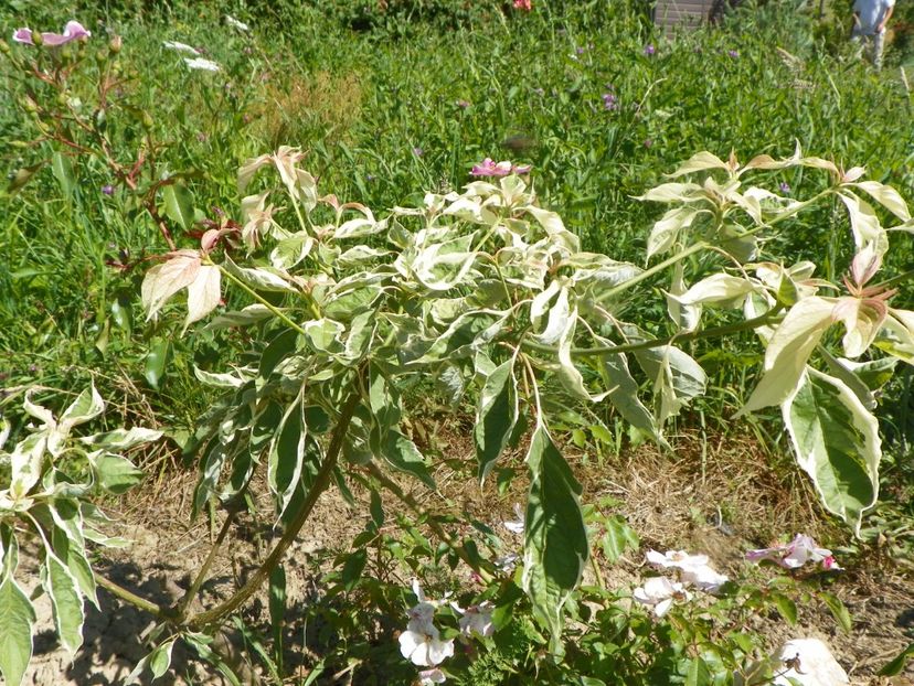 cornus controversa Variegata - Dobarland 2019 3