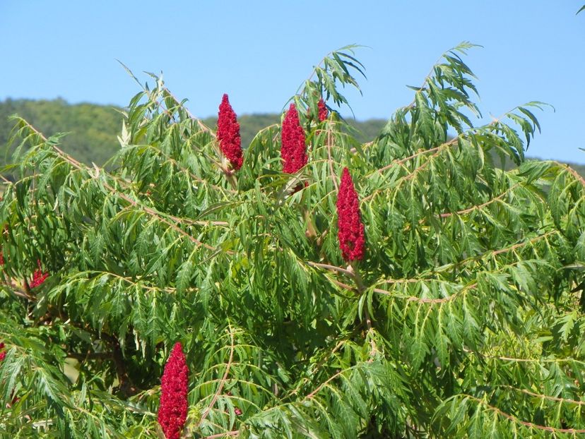 rhus typhina Laciniata - Dobarland 2019 3