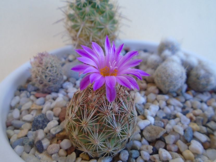 Escobaria hesteri - Cactusi 2019 bis