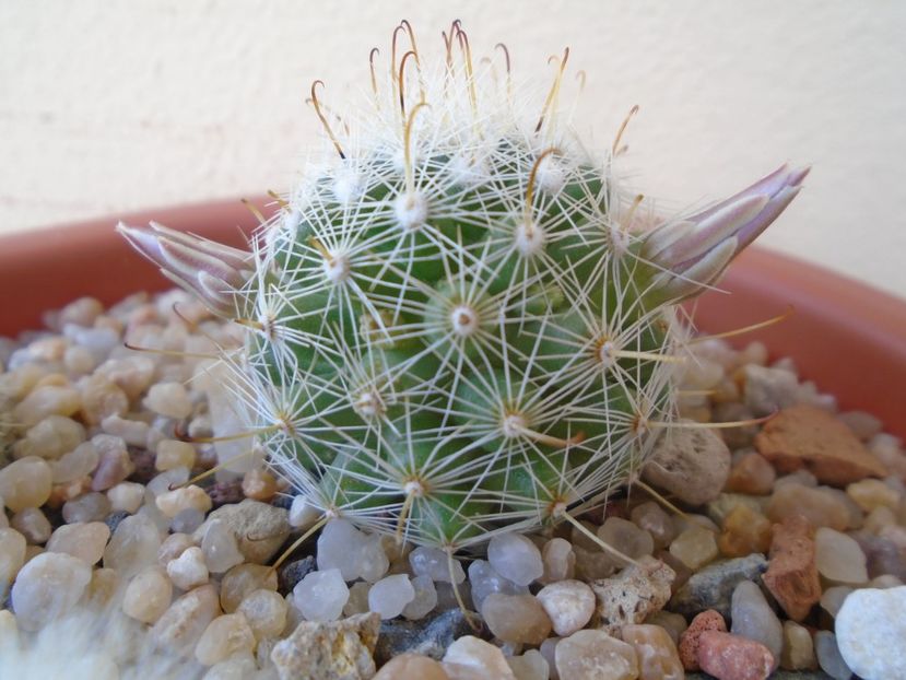 Mammillaria boolii - Cactusi 2019 bis