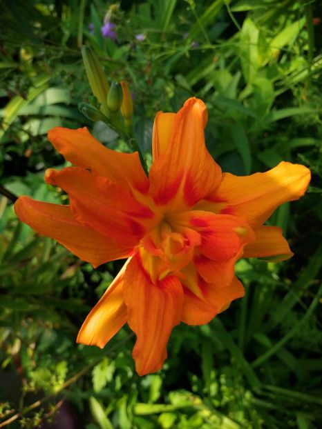  - Hemerocallis 2019