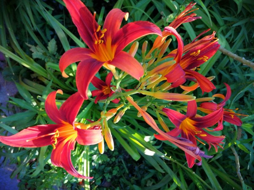  - Hemerocallis 2019