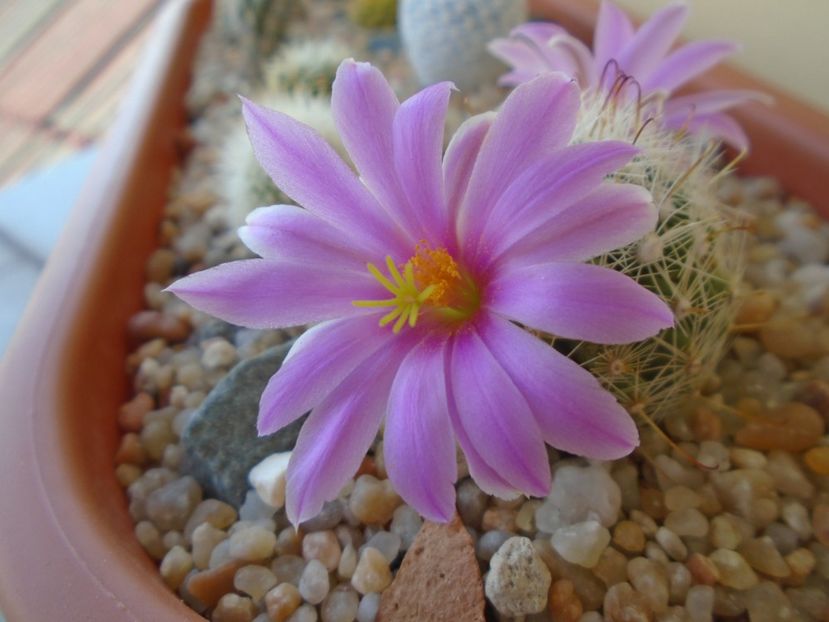 Mammillaria boolii - Cactusi 2019 bis