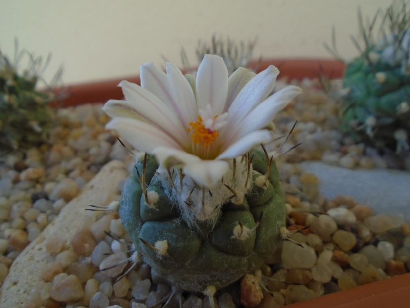 Turbinicarpus hibrid - Cactusi 2019 bis