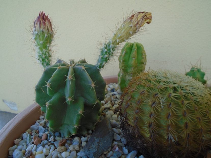 Echinocereus subinermis - Cactusi 2019 bis