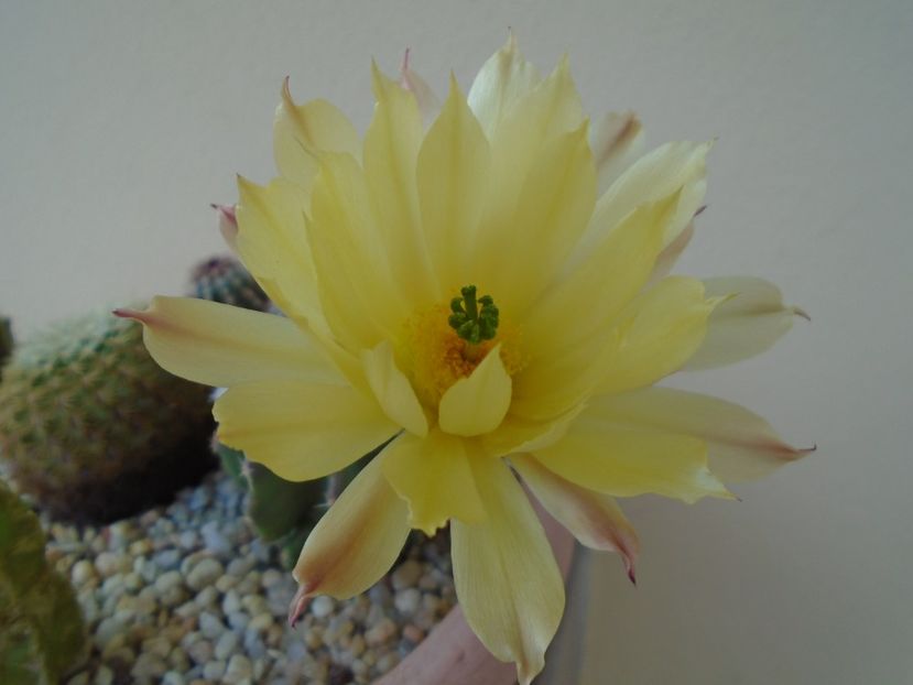 Echinocereus subinermis - Cactusi 2019 bis