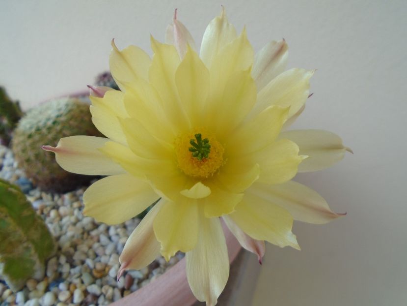 Echinocereus subinermis - Cactusi 2019 bis