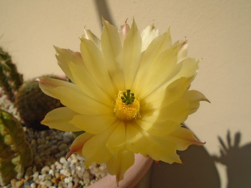 Echinocereus subinermis - Cactusi 2019 bis